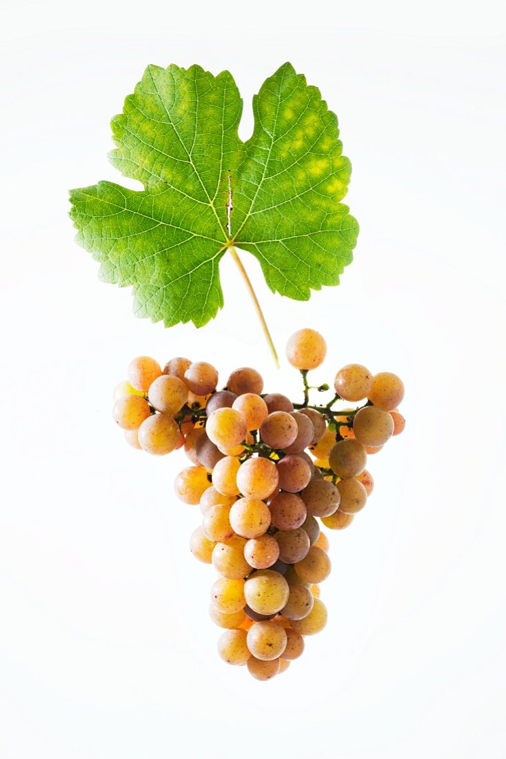 Gewürztraminer grapes with a vine leaf