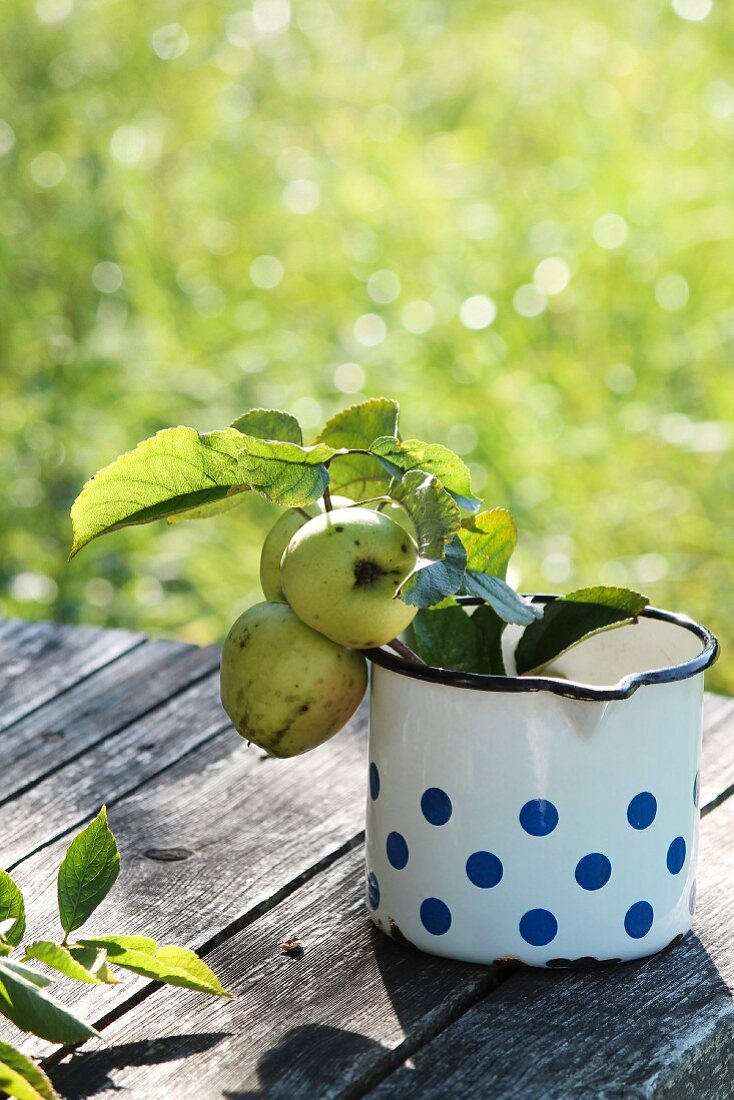 Green apples with leaves in an old enamel pot