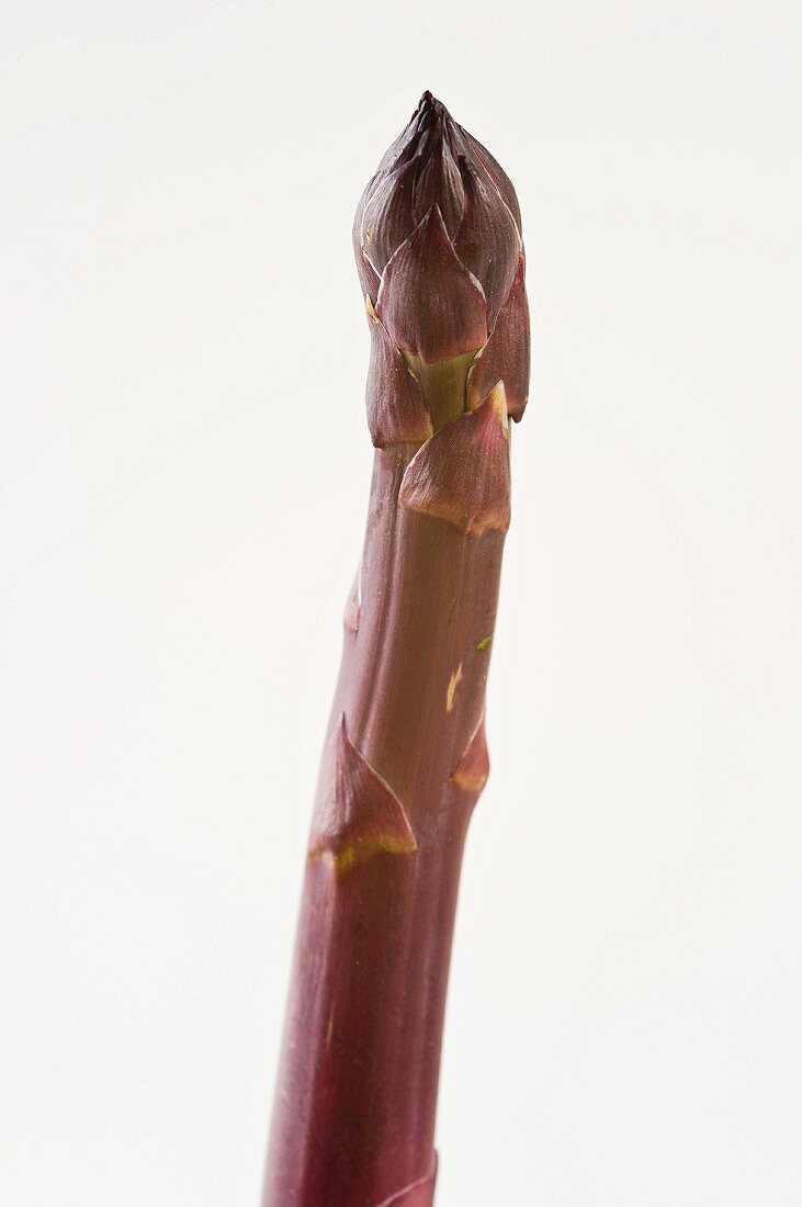 A spear of purple asparagus against a white background
