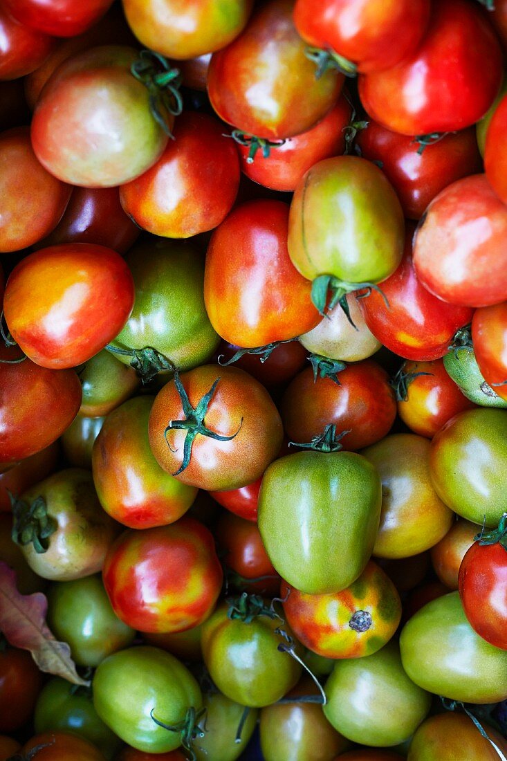 Rot-grüne Tomaten