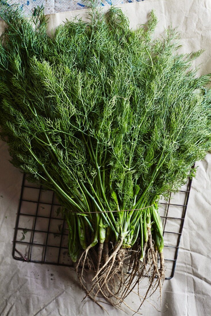 A bunch of dill with roots