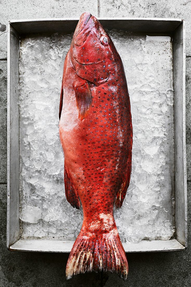 A red grouper