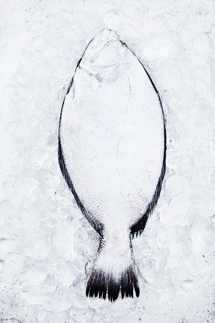 A halibut on ice