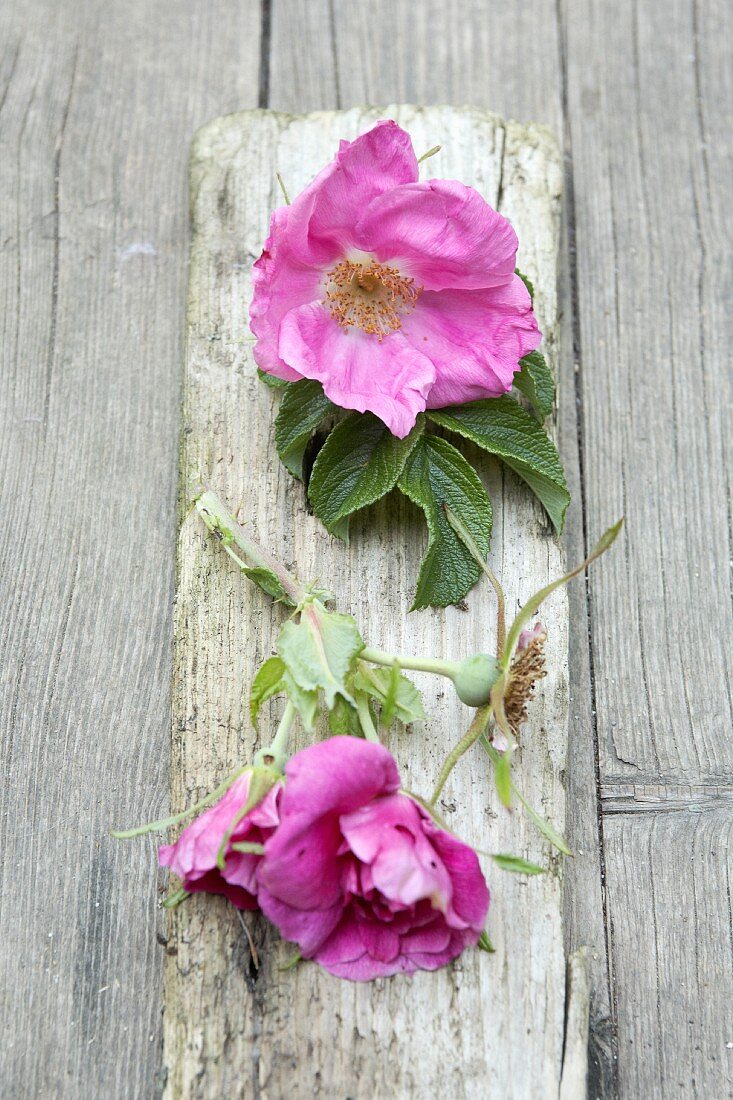 Vintage ambiance; lilac dog roses on weathered wooden slat