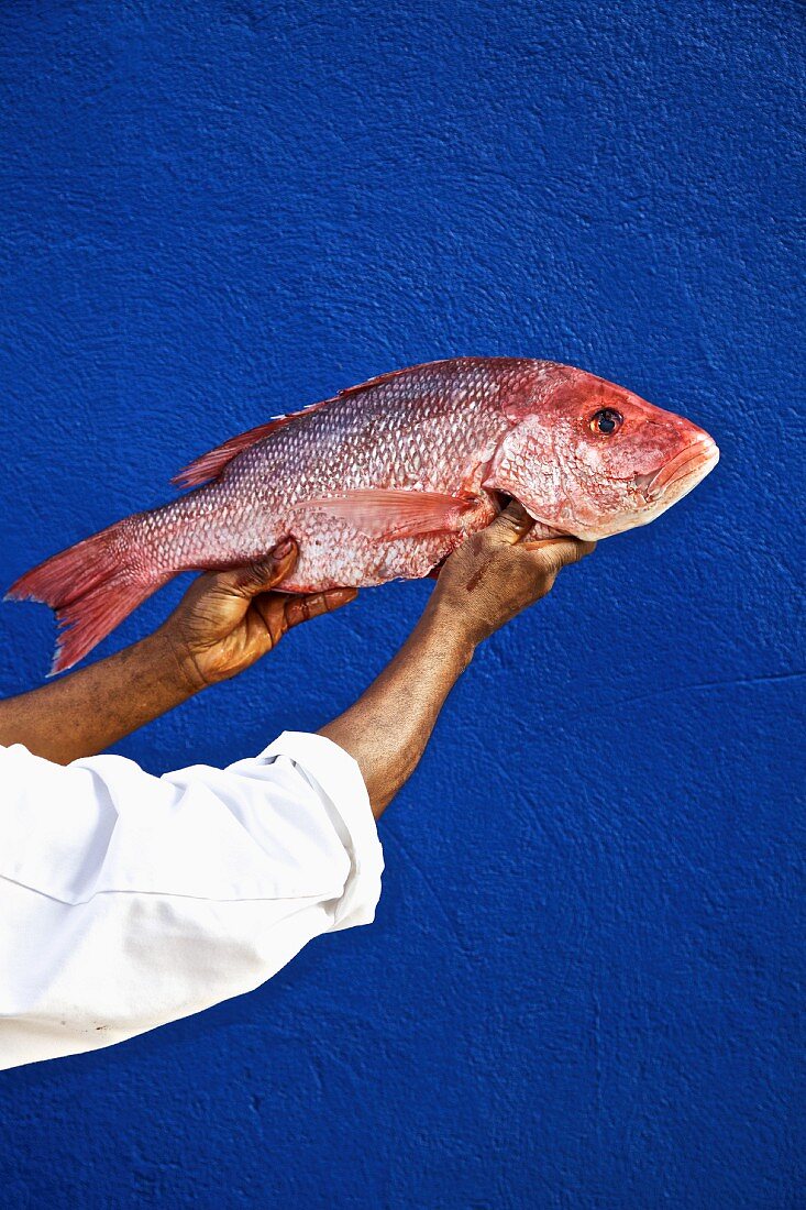 A dark skinned man holding a red snapper