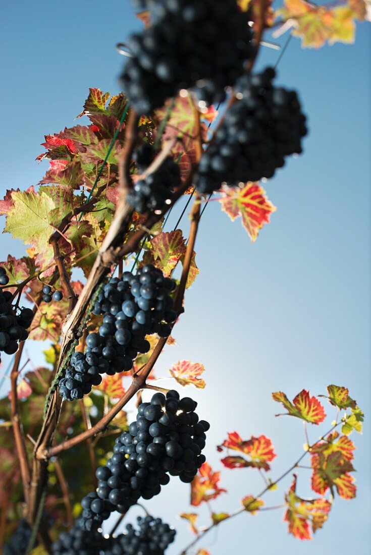 Cabernet Cortis, rote pilzwiderstandsfähige Traubensorte, am Rebstock gegen blauen Himmel fotografiert