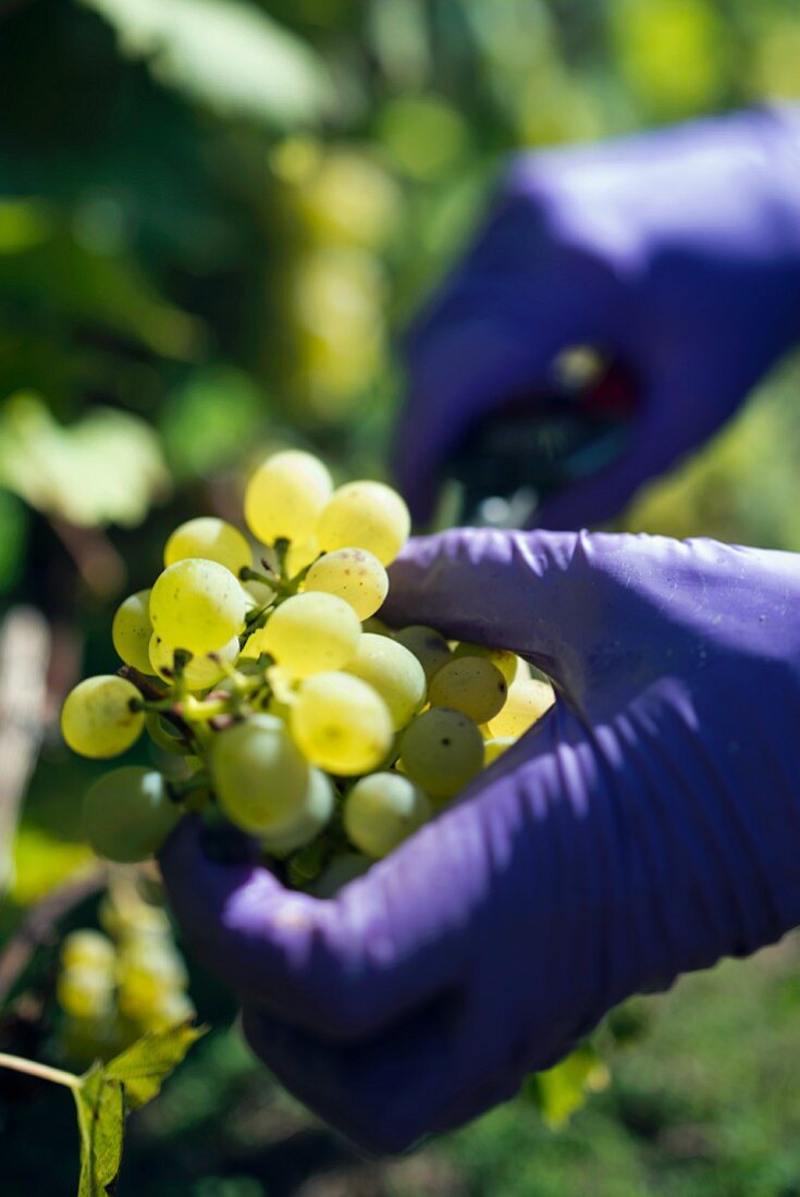 Frau mit violetten Plastikhandschuhen schneidet weiße Traube ab