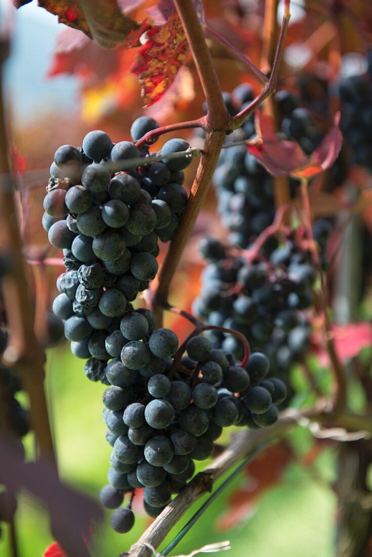 Teinturier grapes on a vine