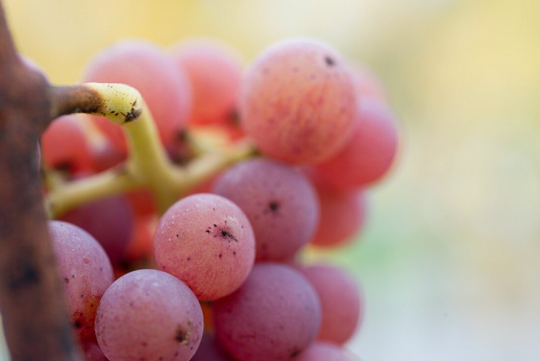 Close-up of red Traminer grapes on a vine