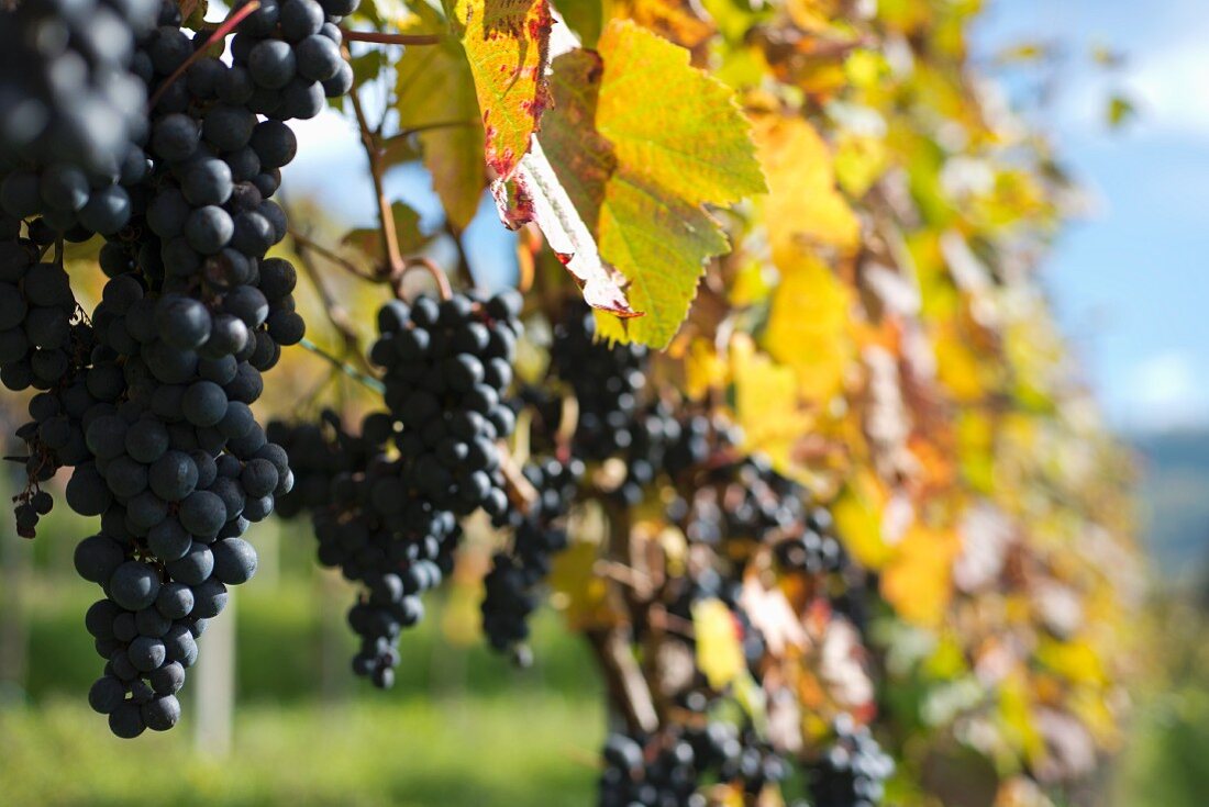 Ripe pinot noir grapes on a vine