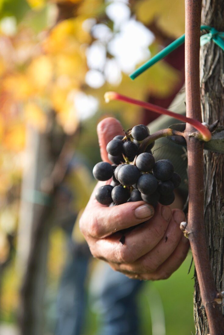 A hand reaching for pinot grigio grapes on a vine, pino grigio harvest at Goldwand, Michael Weztel