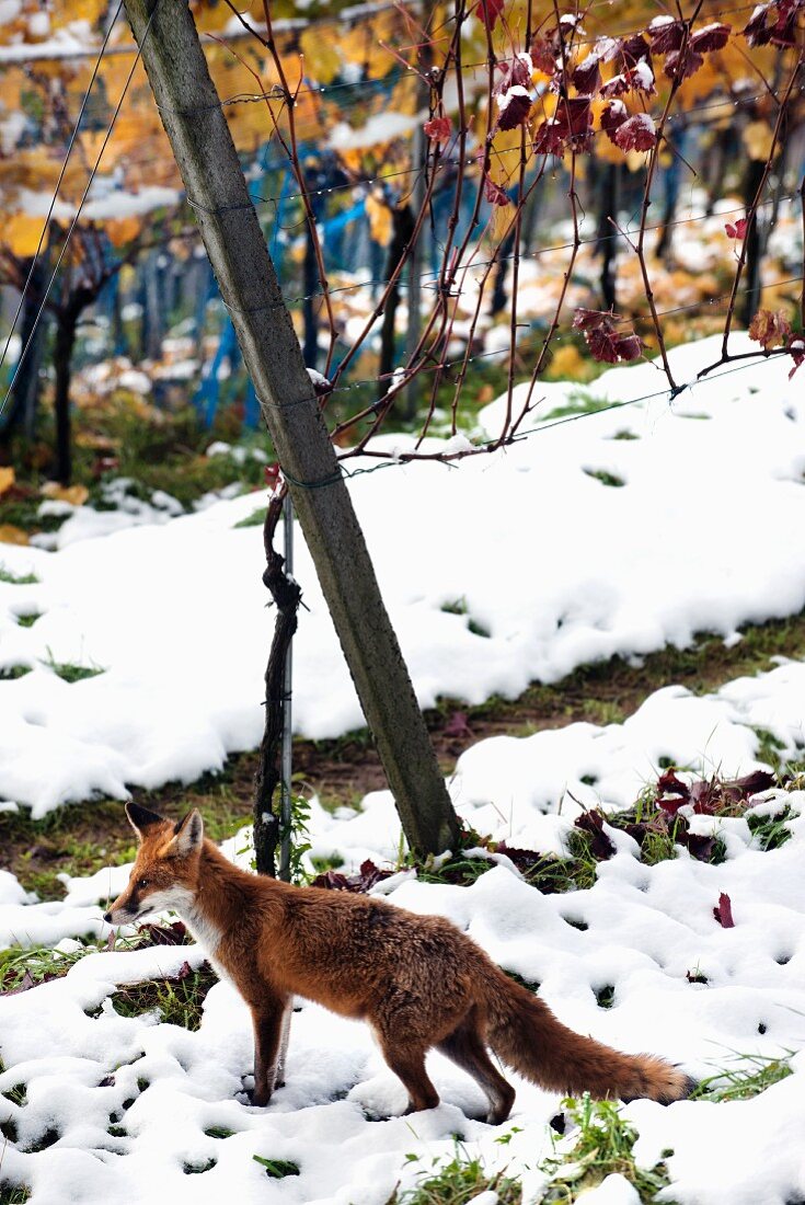 Fuchs auf Nahrungssuche in schneebedecktem Weinberg in Herbstfarben