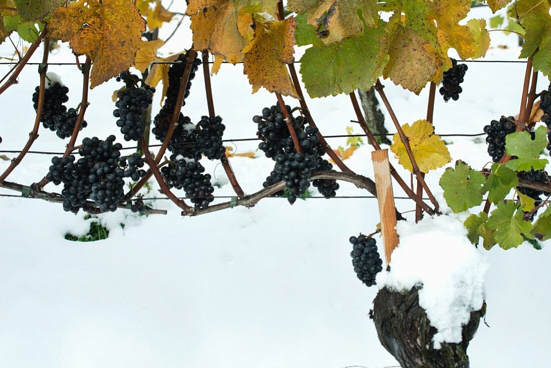 October snow, red grapes on a vine after a snowfall before harvest