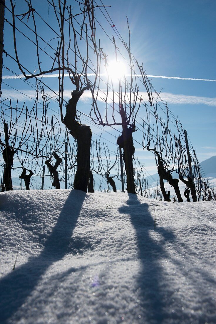 Rebstöcke im Gegenlicht vor blauem Himmel, Aargau