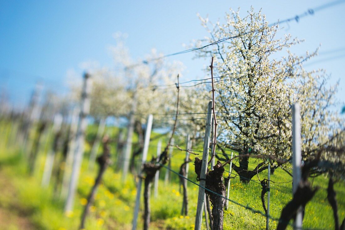 Vines and cherry trees (selective focus)