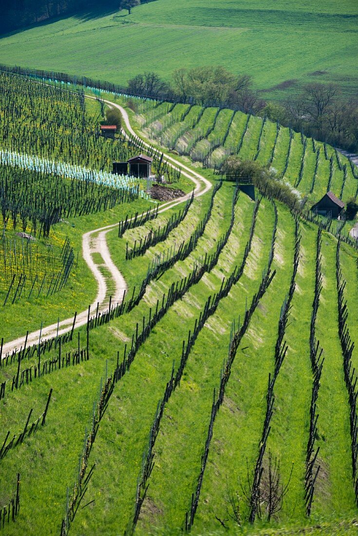 Weg schlängelt sich dem Hang entlang im Weinberg, Aargau