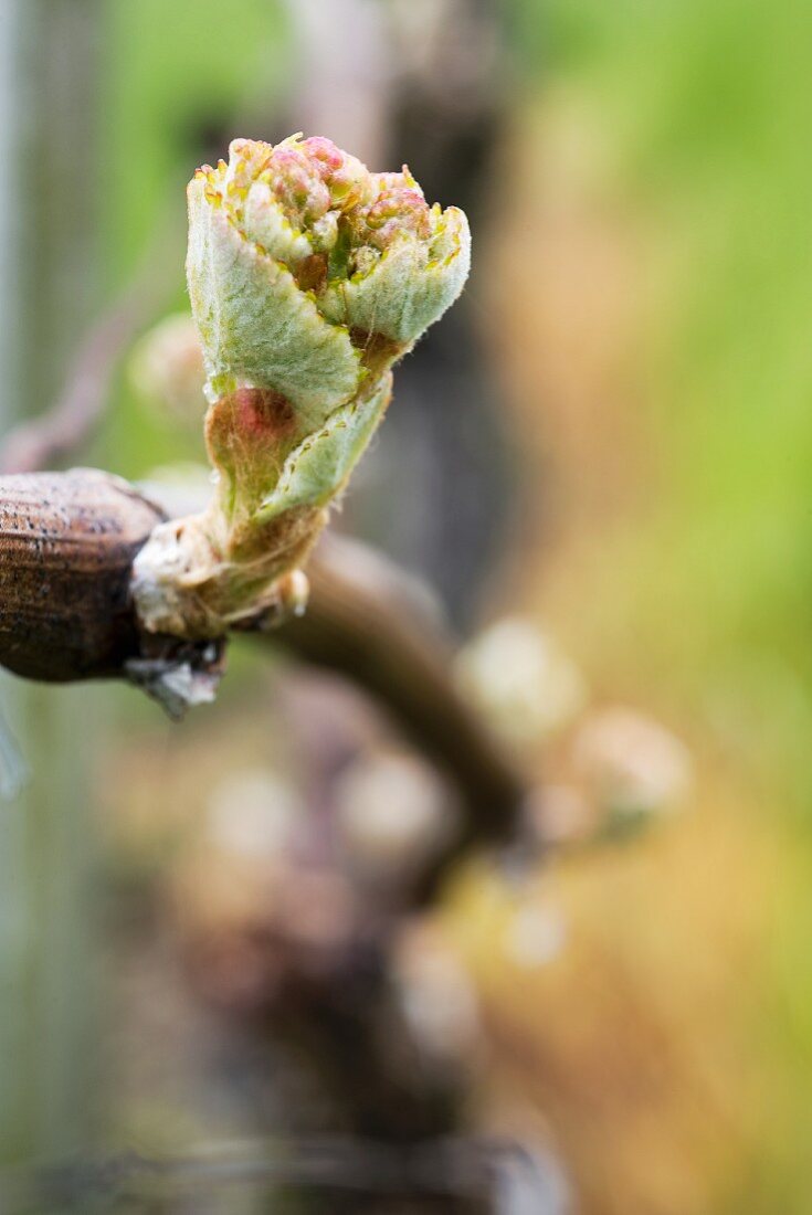 Before your eyes buds on a vine quickly open and grow into shoots, Aargau