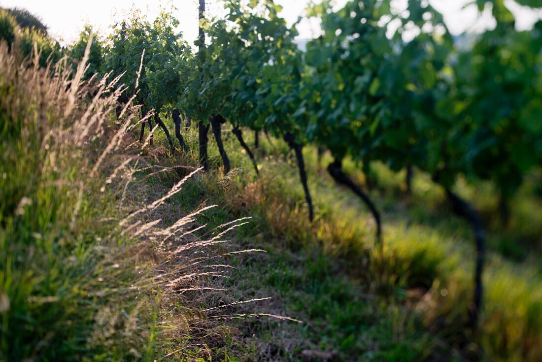 Summer in a vineyard (selective focus), Fricktal