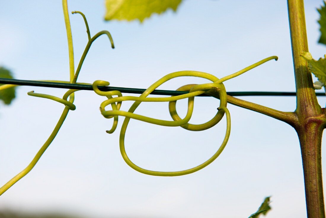 A detailed shot of a twisted vine