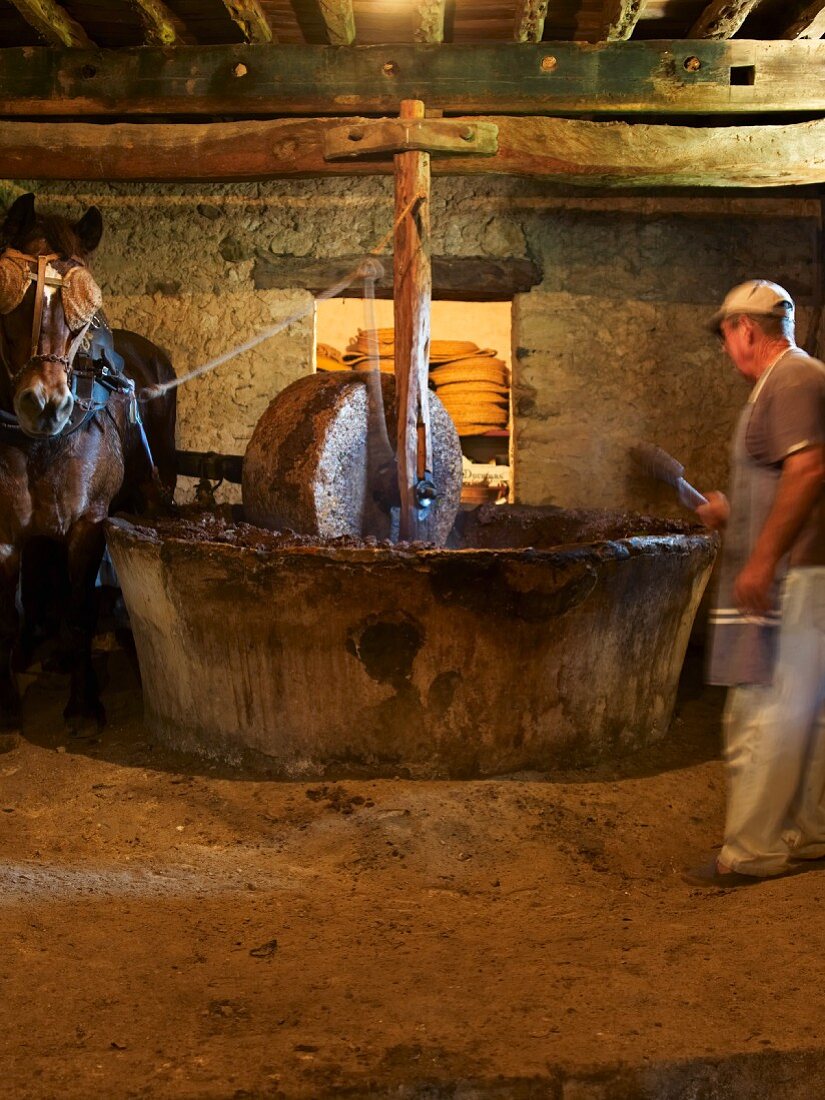 A horse driving a millstone for a press