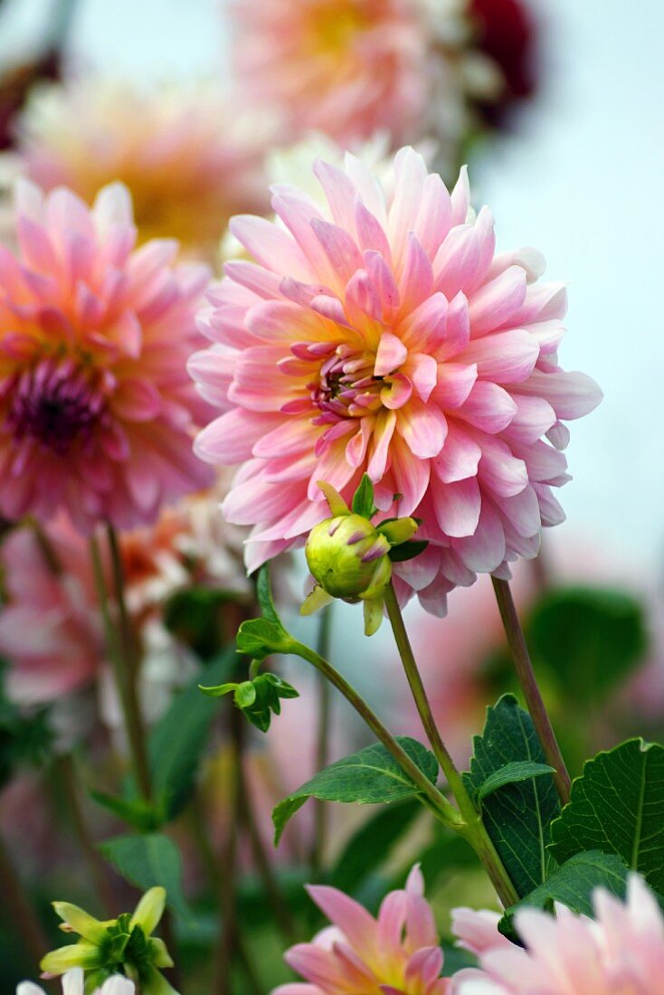 Pink dahlias in garden