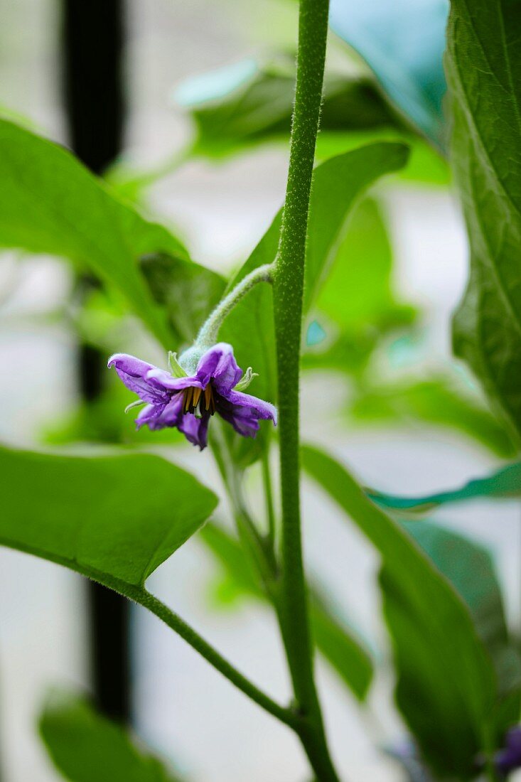 A green plant with a purple flower