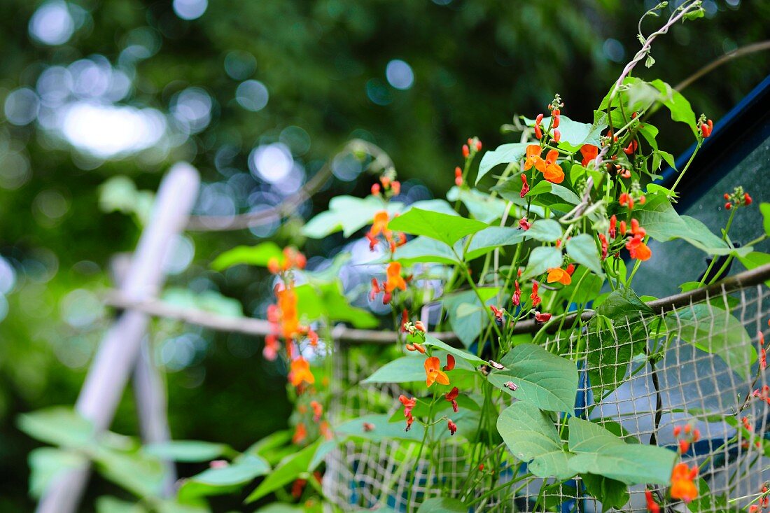 Blühende Bohnenpflanze im Garten