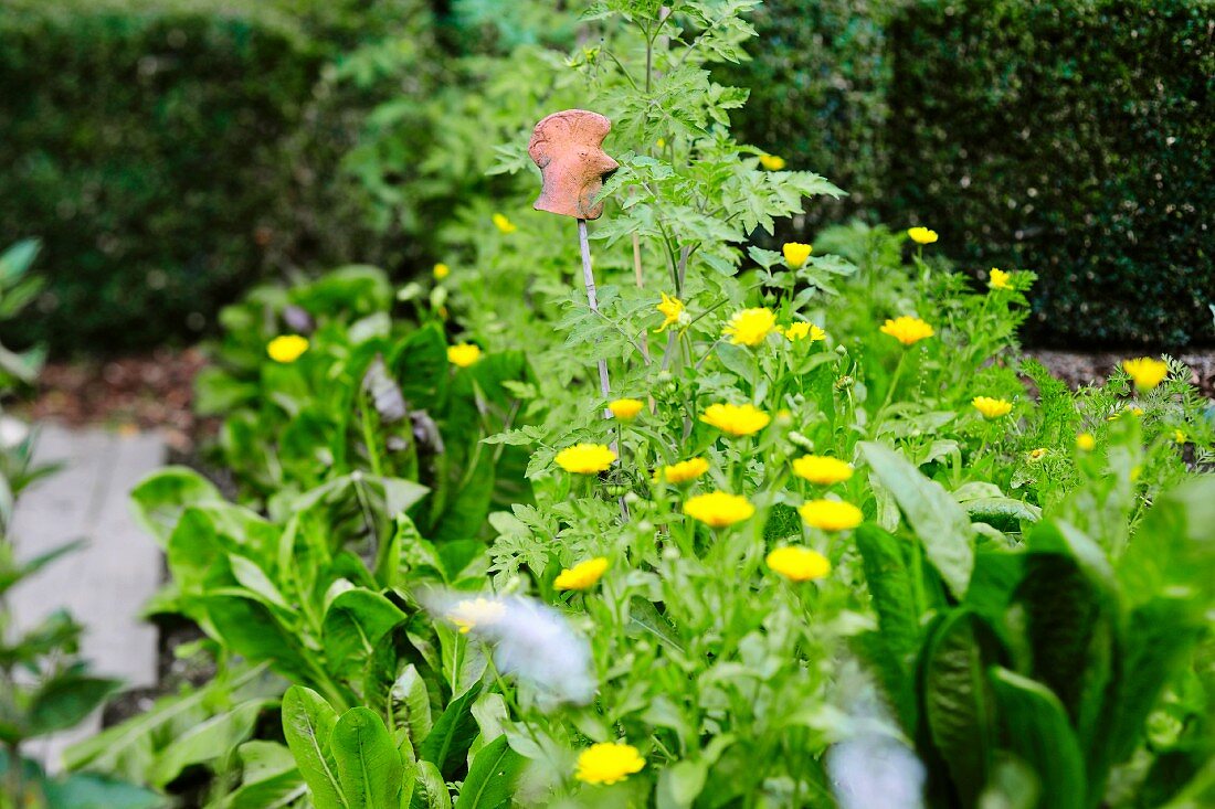 Leafy vegetables and yellow flowers in a garden