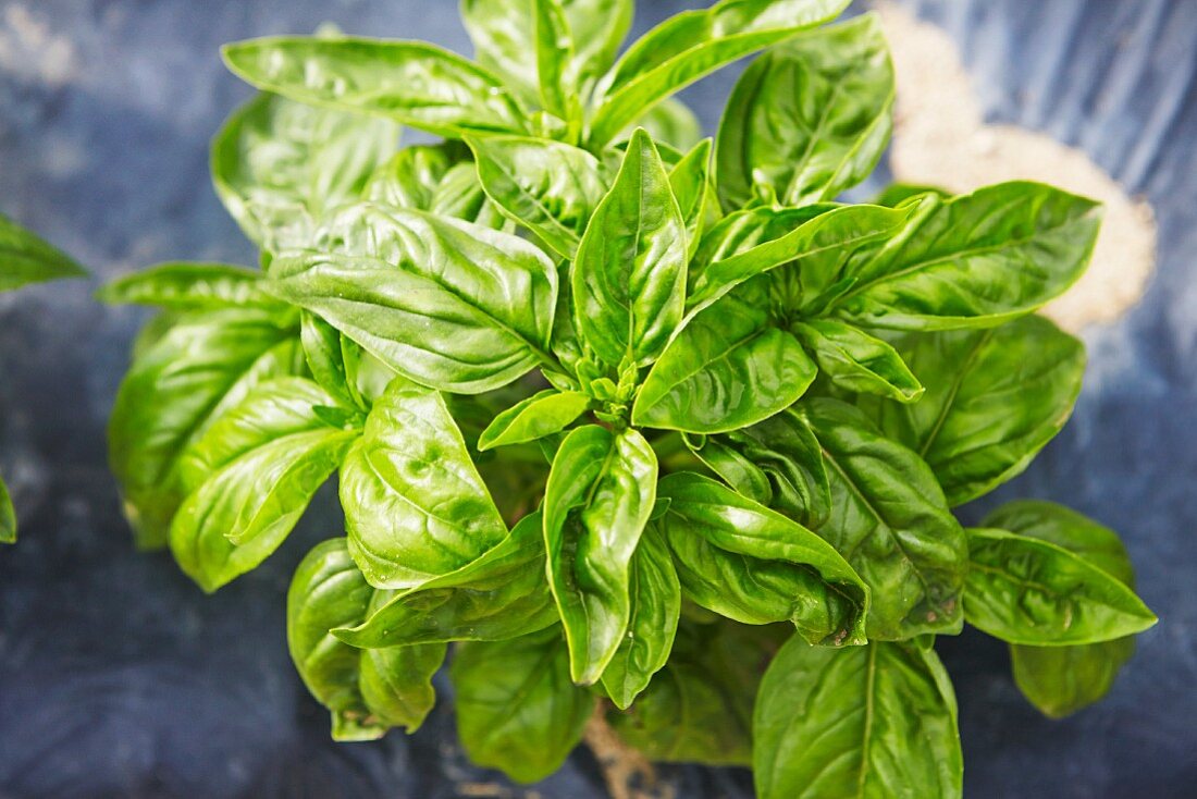 Fresh Basil Plants; From Above