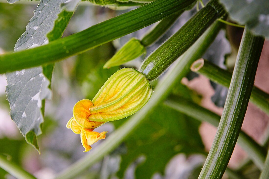 A courgette flower on a plant