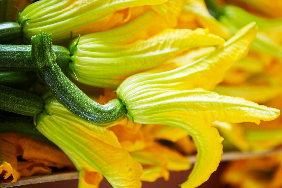 Viele Zucchiniblüten (Close Up)