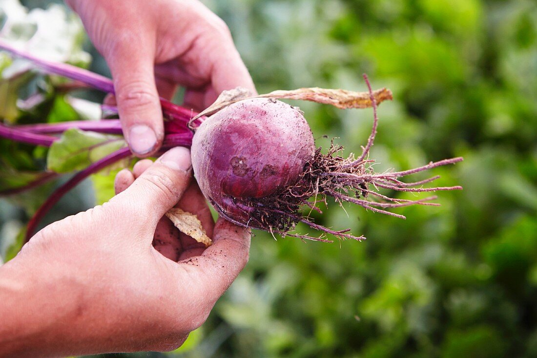 Hands holding a beetroot