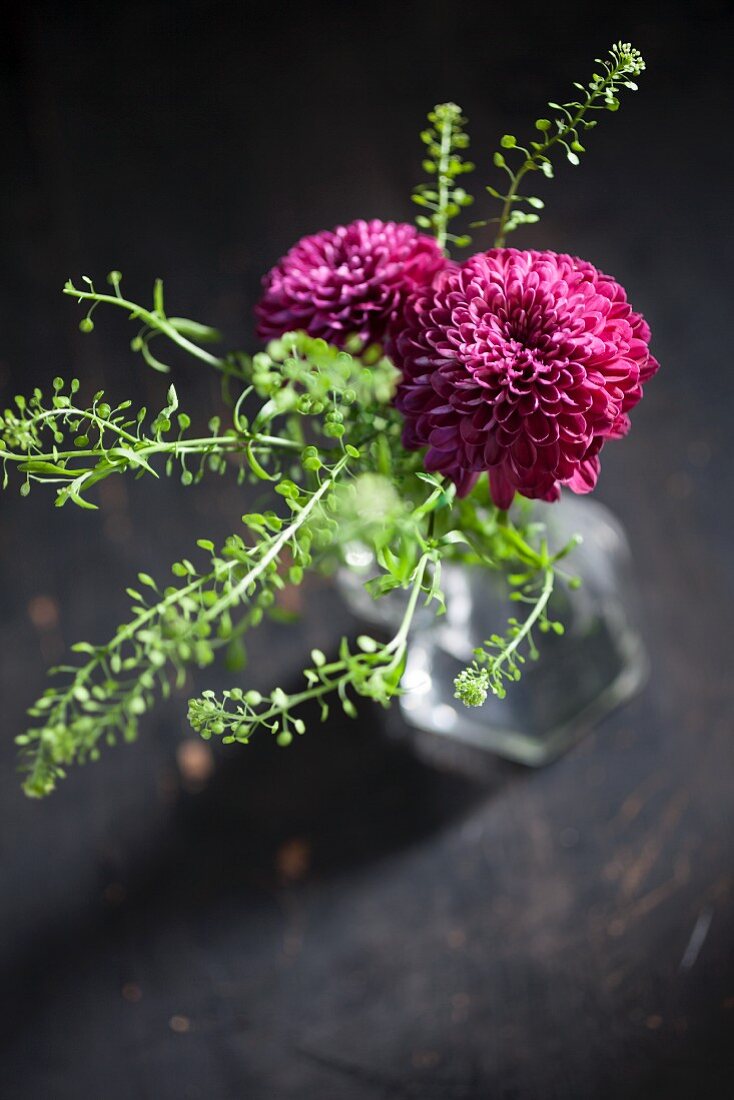 Purple chrysanthemums in glass vase