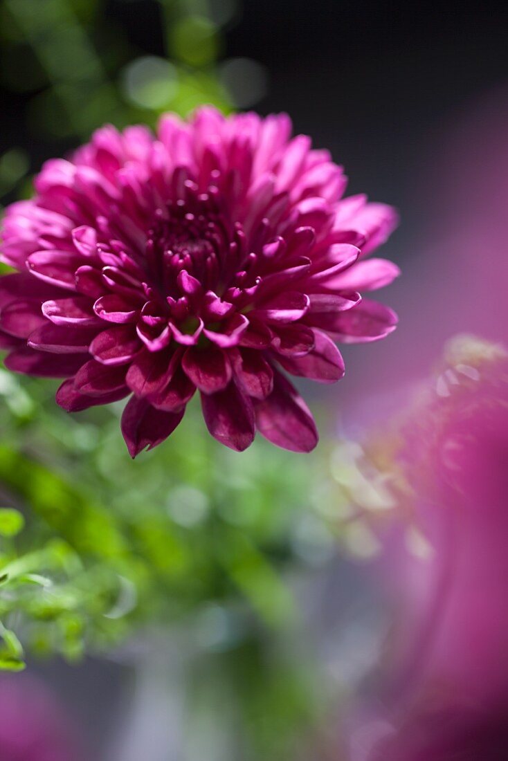 Purple chrysanthemum