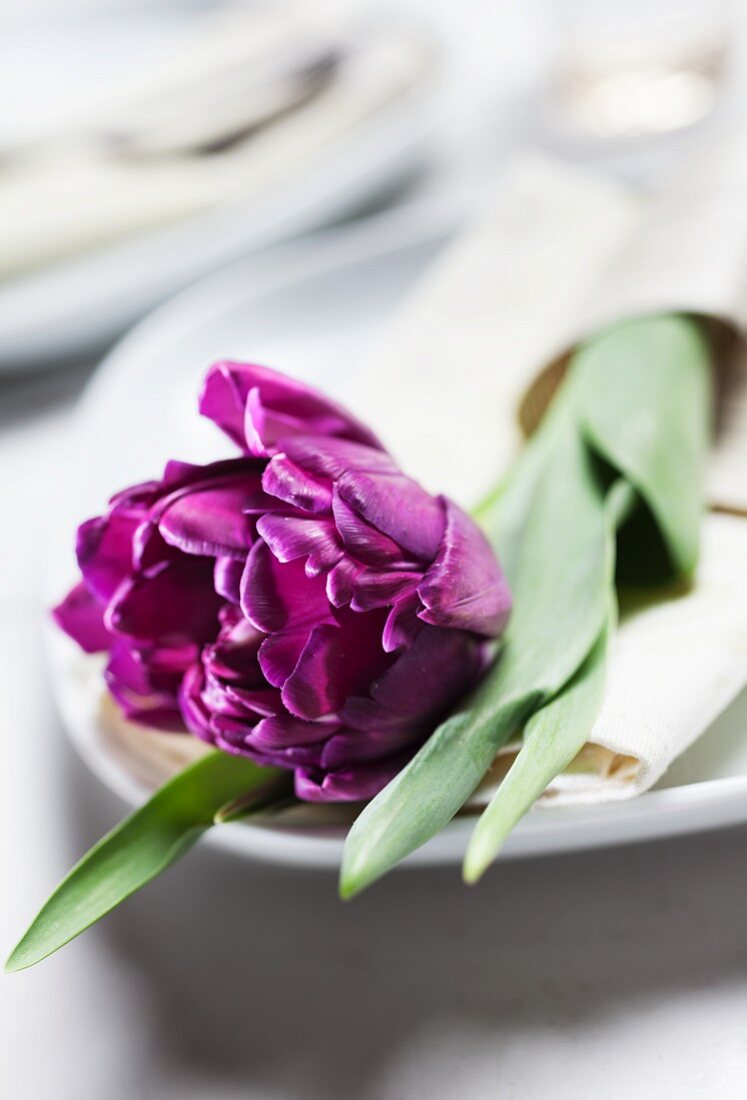 Purple tulip on white plate