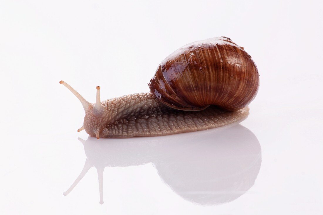 An edible snail