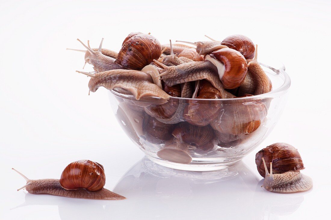 Burgundy snails in a glass bowl and two next to it