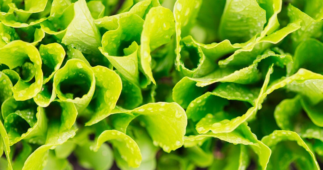 Romaine lettuce growing in the garden