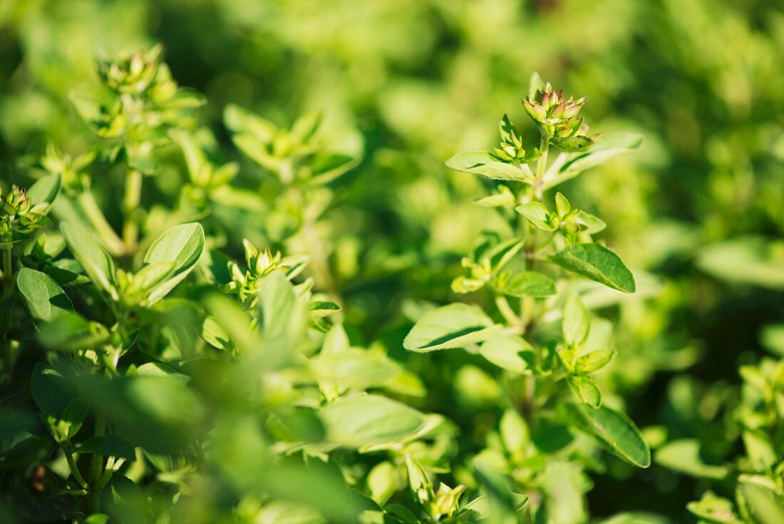 Oregano growing in a garden