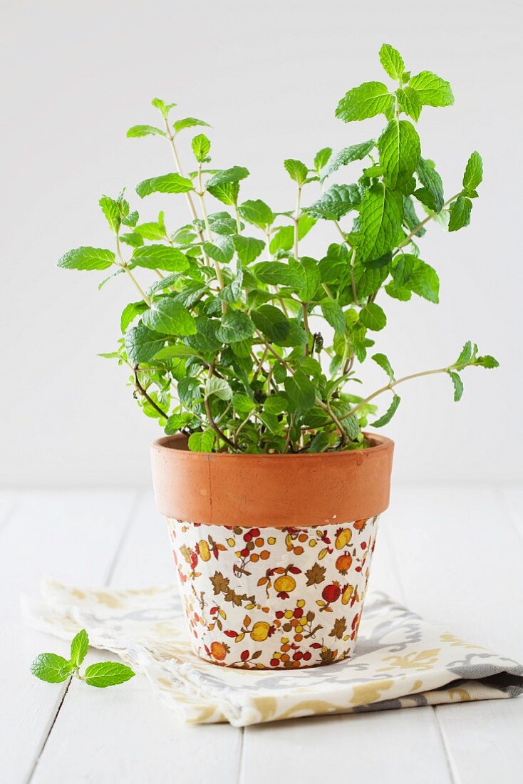 Fresh mint in a flowers pot