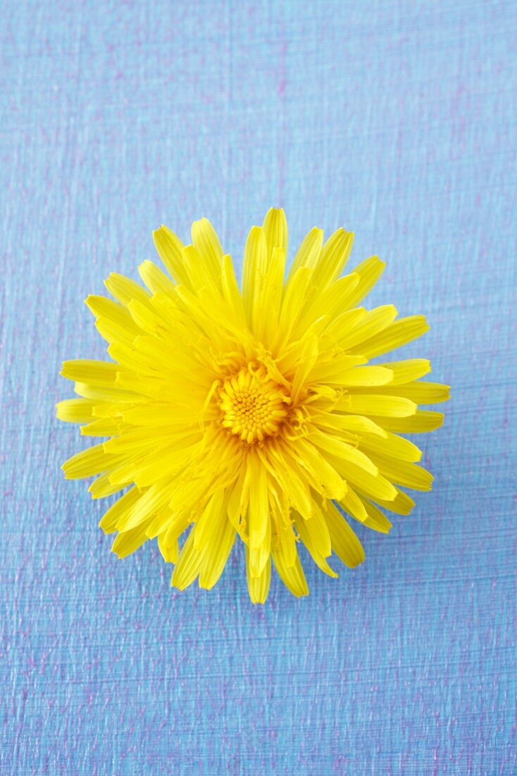 A dandelion flower