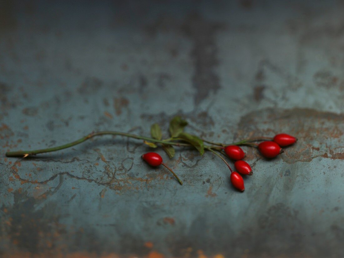 A sprig of rose hips on a metal surface