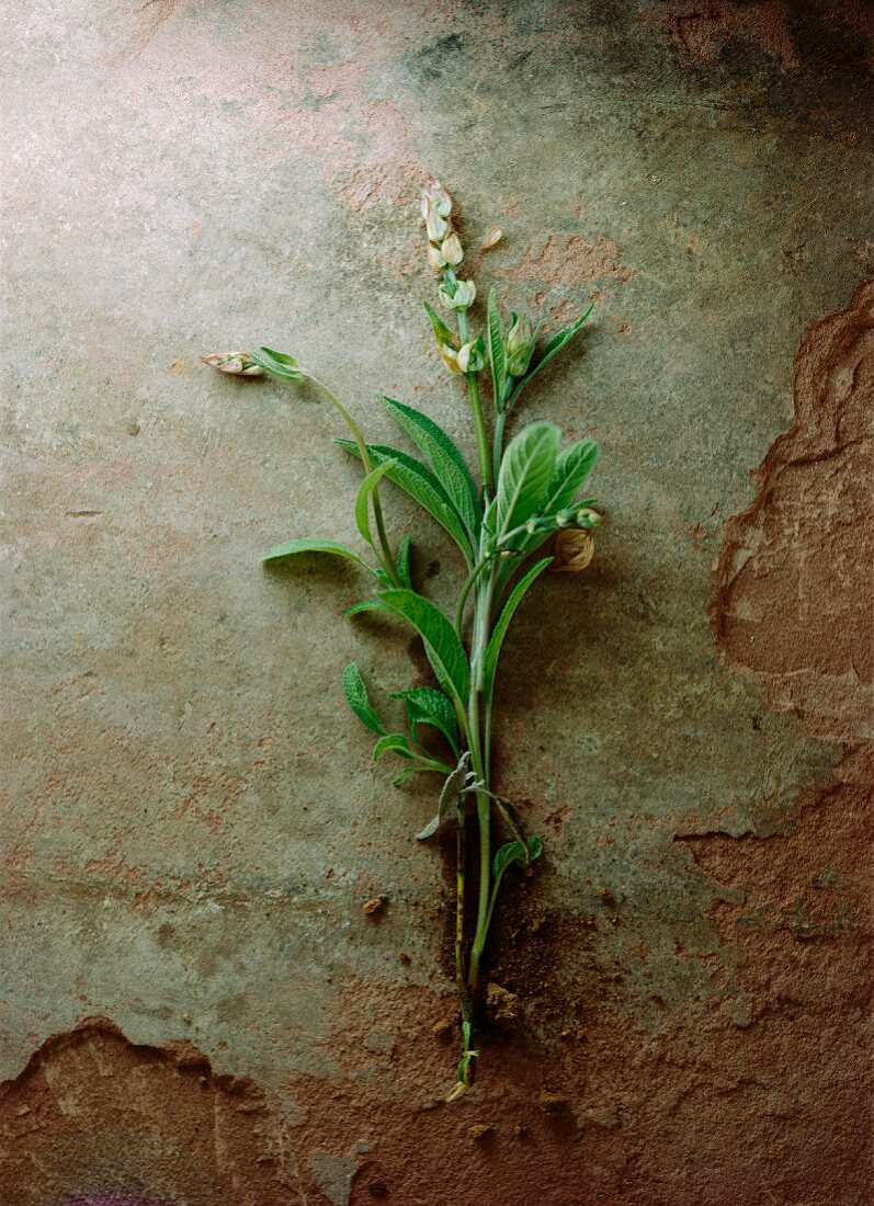 A sprig of sage with flowers