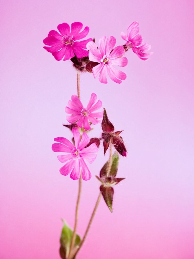 Rote Waldnelke (Silene dioica)