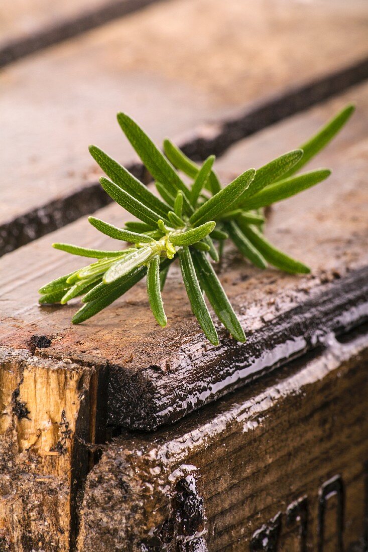 Rosemary on a rustic wooden table