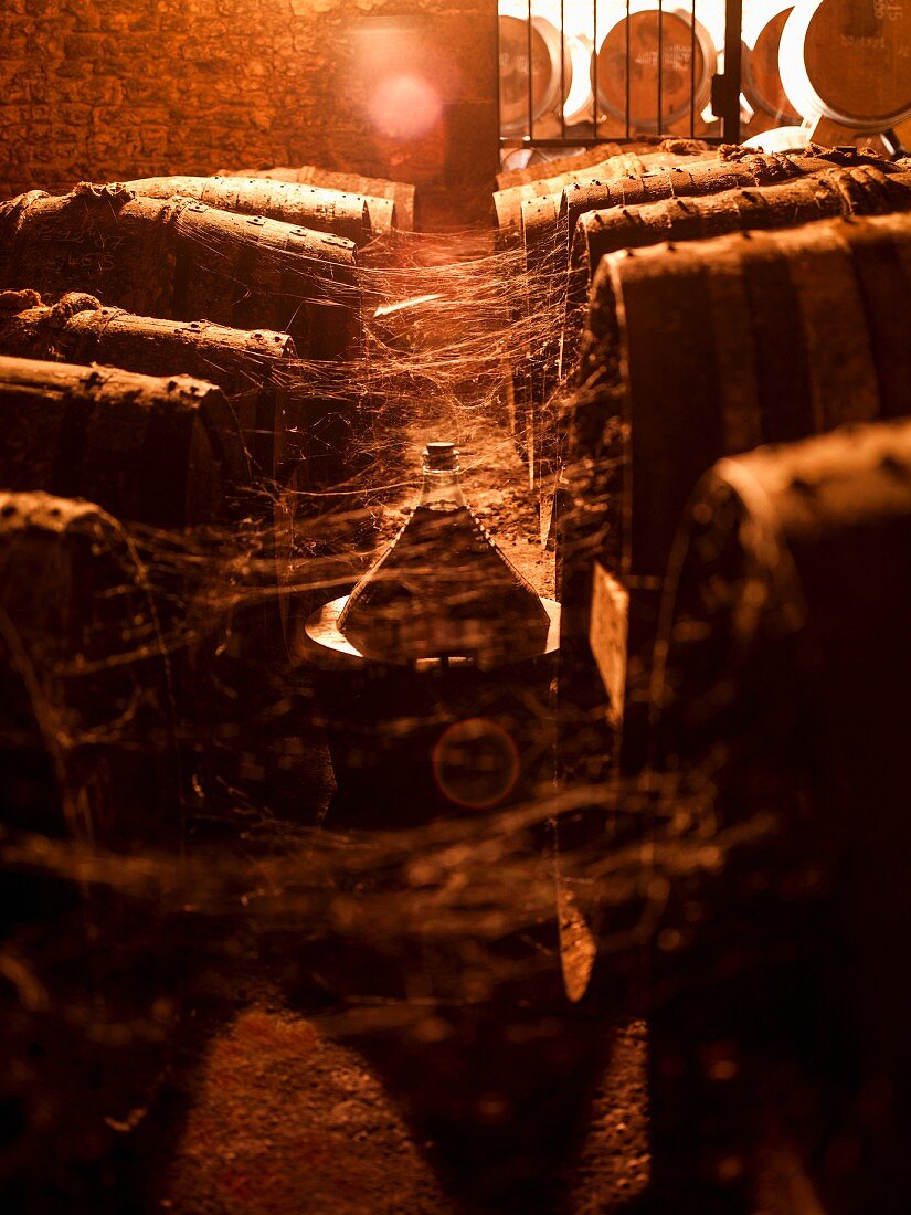 Old cognac barrels with spiderwebs in a wine cellar