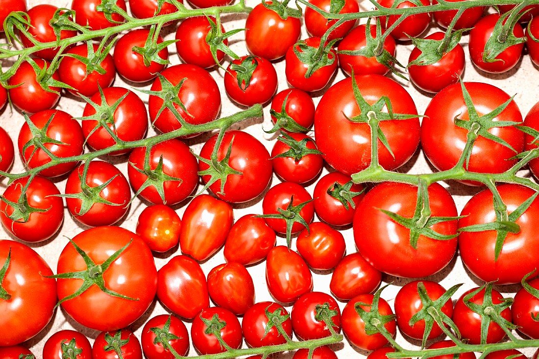 Various vine tomatoes (seen from above)