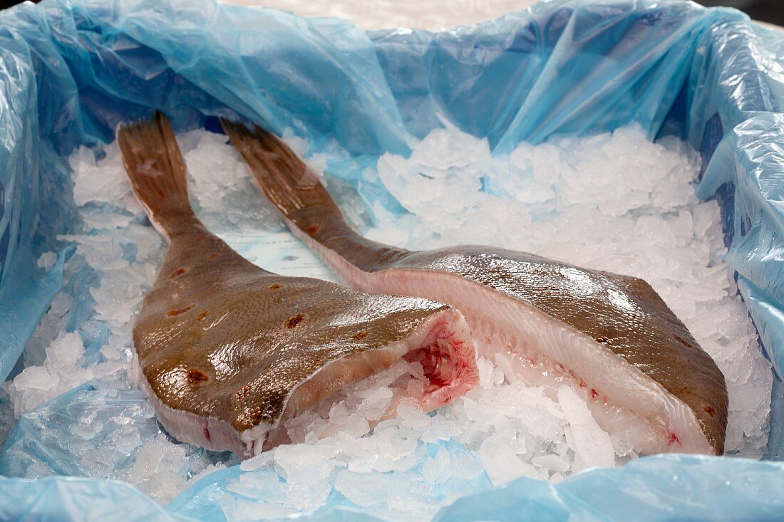 Fresh plaice in a container with ice