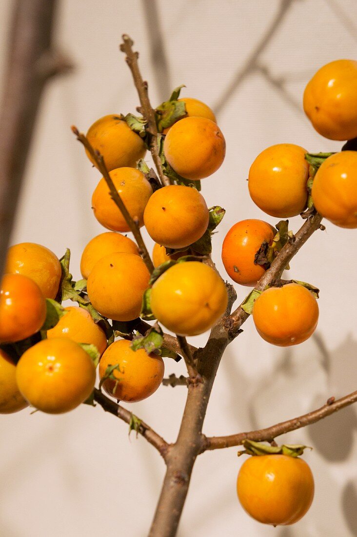 Persimmons on the branch