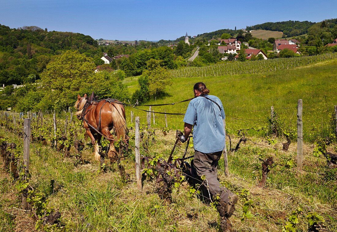 Winzer pflügt mit Pferd seinen Weinberg mit 60-jährigen Poulsard und Pinot Noir Reben (Domaine Cibellyne, Mesnay, Jura, Frankreich)
